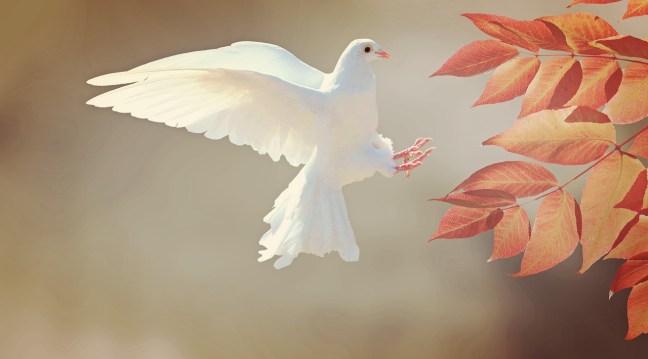 Dove flying image